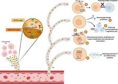 Extracellular Vesicles as a New Promising Therapy in HIV Infection